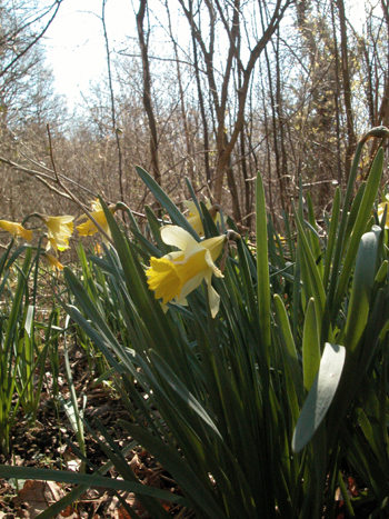 Daffodil - Narcissus pseudonarcissus.  Image: Brian Pitkin