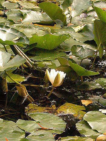 White water-lily - Nymphaea alba.  Image: Brian Pitkin