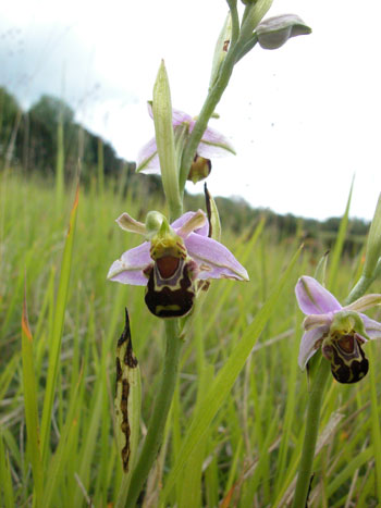 Bee orchid - Ophrys apifera.  Image: Brian Pitkin