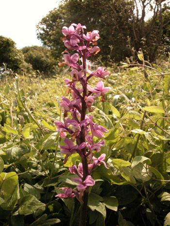 Early purple orchid - Orchis mascula.  Image: Brian Pitkin
