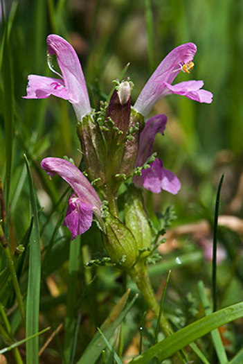 Lousewort - Pedicularis sylvatica. Image: Linda Pitkin