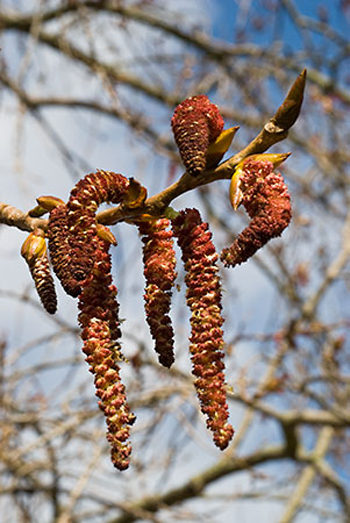 Hybrid Black Poplar - Populus x canadensis. Image: Linda Pitkin