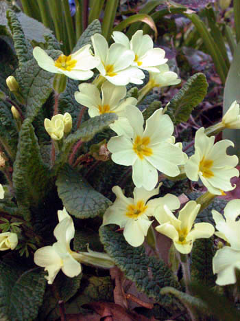 Primula - Primula vulgaris.  Image: Brian Pitkin
