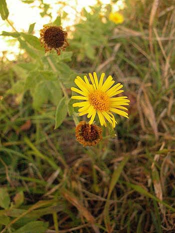 Common Fleabane - Pulicaria dysenterica.  Image: Brian Pitkin