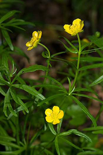 Goldilocks Buttercup - Ranunculus auricomus. Image: Linda Pitkin