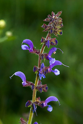 Meadow Clary - Salvia pratensis. Image: Linda Pitkin
