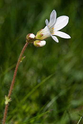 Meadow Saxifrage - Saxifraga granulata. Image: Linda Pitkin