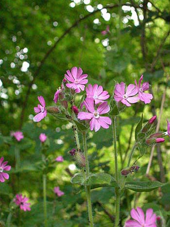 Red Campion - Silene dioica.  Image: Brian Pitkin