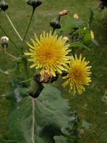 Smooth Sow-thistle - Sonchus oleraceus.  Image: Brian Pitkin