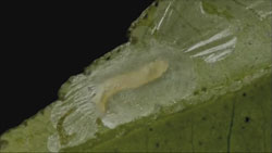 Phyllocnisits citrella