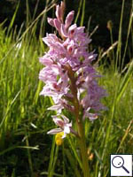 Common spotted orchid - Dactylorhiza_fuchsii. Image: © Brian Pitkin