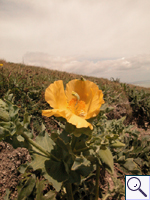 Yellow Horned-poppy - Glaucium flavum. Image: © Brian Pitkin
