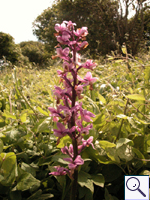 Early purple orchid - Orchis mascula. Image: © Brian Pitkin