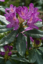 Rhododendron - Rhododendron ponticum. Image: © Linda Pitkin