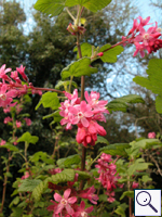 Flowering Currant - Ribes sanguineum. Image: © Brian Pitkin