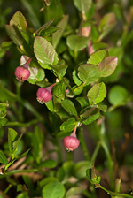 Bilberry - Vaccinium myrtillus. Image: © Linda Pitkin
