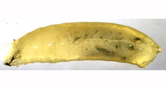 Agromyza albitarsis larva