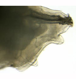Agromyza anthracina [Diptera: Agromyzidae]