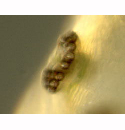 Agromyza demeijere