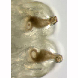 Agromyza ferruginosa Posterior Spiracles of larva