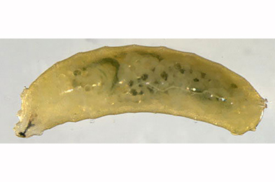 Larva of Agromyza flaviceps