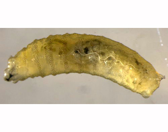Larva of Agromyza idaeiana
