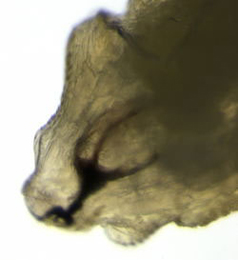 Agromyza idaeina Cephalo-pharyngeal skeleton lateral