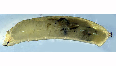 Larva of Agromyza lathyri