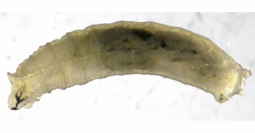 Larva of Agromyza nigriscens