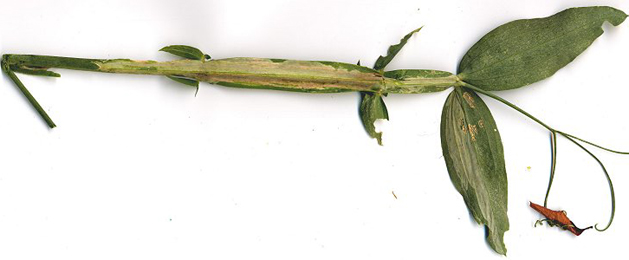 Mine of Agromyza varicornis on Lathyrus latifolius. Image: Colin Plant (British leafminers)