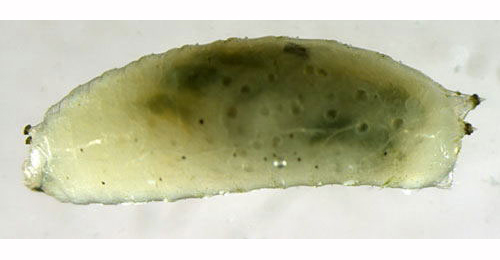 Aulagromyza cornigera puparium