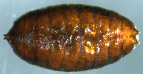Aulagromyza populi puparium