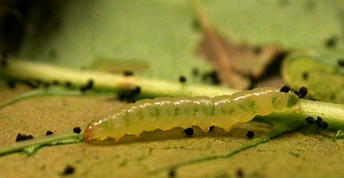 Caloptilia cuculipennella larva,  dorsal