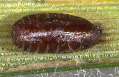 Cerodontha (Butomyza) eucaricis puparium