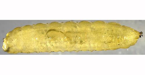 Cerodontha incisa larva,  dorsal