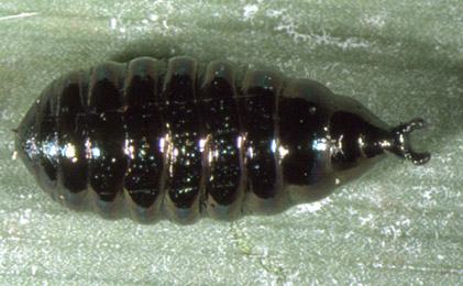 Cerodontha phragmitidis puparium