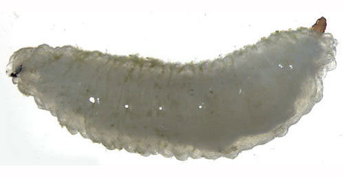 Larva of Cheilosia semifasciata