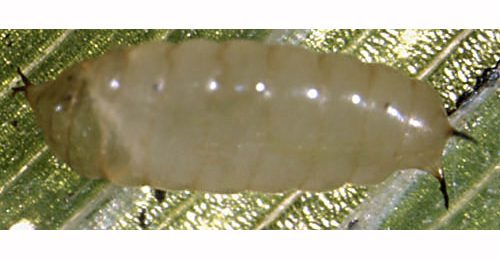 Chromatomyia milii larva,  lateral
