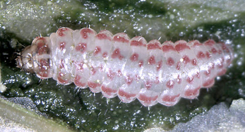 Chrysoesthia drurella larva,  dorsal