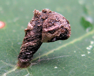 Case of Coleophora currucipennella on Quercus rubra