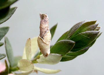 Case of Coleophora genistae on Genista anglica