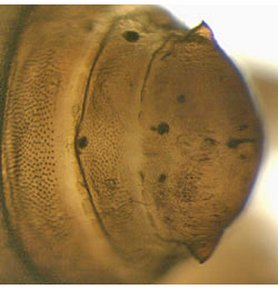 Coleophora laricella larva,  dorsal