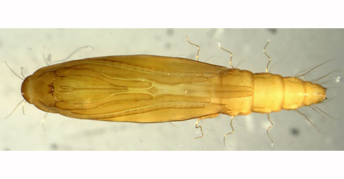 Coptotriche angusticollella dorsal