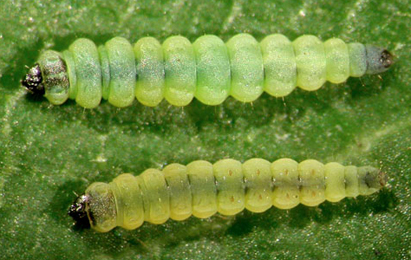 Coptrotriche gaunacella larva,  dorsal