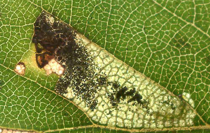 Mine of Ectoedemia minimella on Betula pubescens