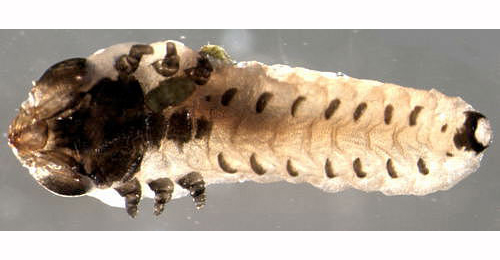 Fenusella hortulana dead larva (dried and shrivelled),  ventral