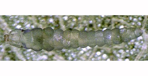 Gracillaria syringella larva