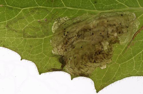 Liriomyza puella