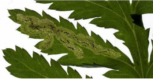 Mine of Liriomyza tanaceti on Tanacetum vulgare. Image: Willem Ellis (Source: Bladmineerders van Europa)