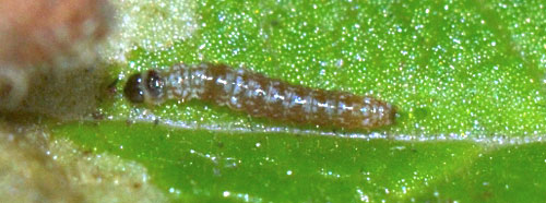 Larva of Monochroa conspersella on Lysimachia vulgaris